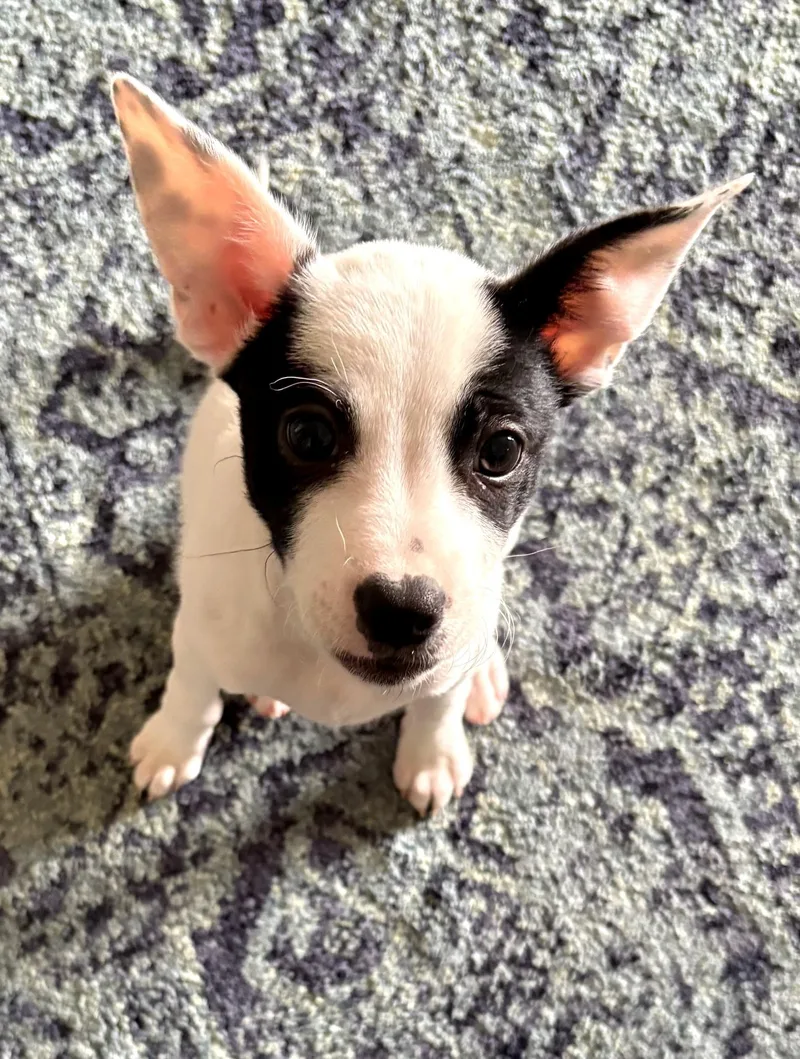 A baby small-sized female Rat Terrier dog named Addie for adoption in Crystal Lake, IL