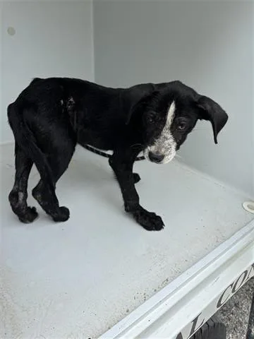 A baby small-sized male Labrador Retriever dog named A for adoption in Houston, TX