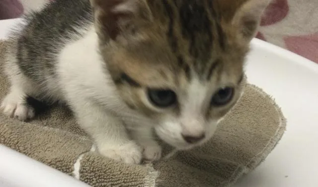 A young small-sized female Domestic Short Hair cat named Dixie for adoption in Riverside, CA