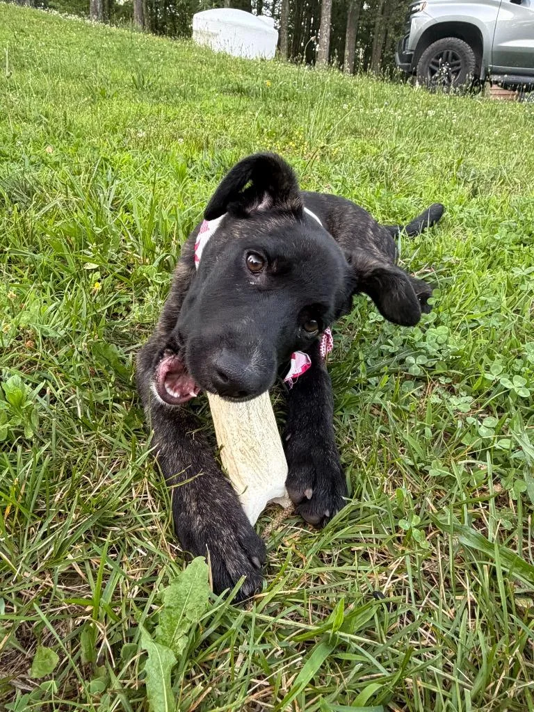 A baby medium-sized female Shepherd dog named Coraline for adoption in Wintersville, OH
