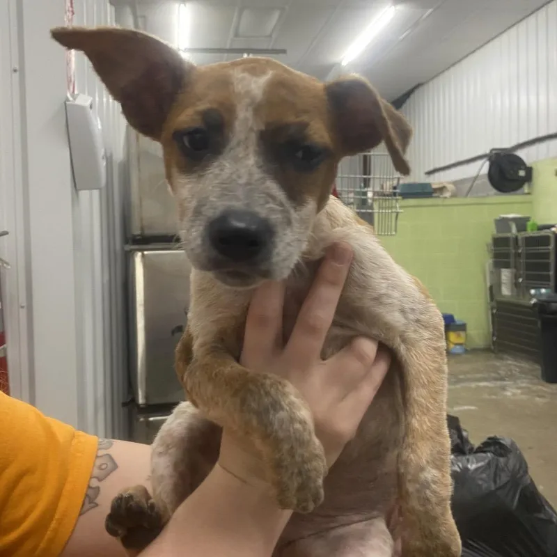 A baby small-sized female Mixed Breed dog named Thelma for adoption in Corbin, KY