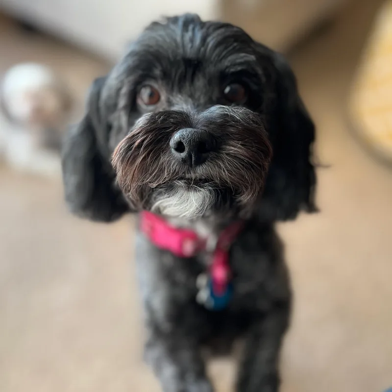 A senior small-sized female Black Lhasa Apso dog named Sophie for adoption in Shawnee, KS