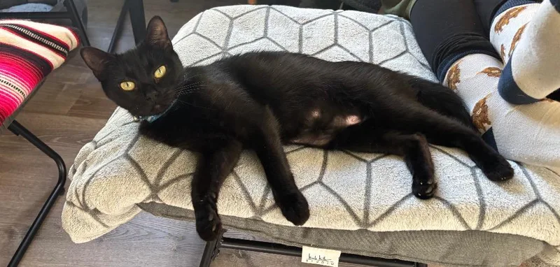 A young small-sized female Domestic Short Hair cat named Alma for adoption in Gorham, ME