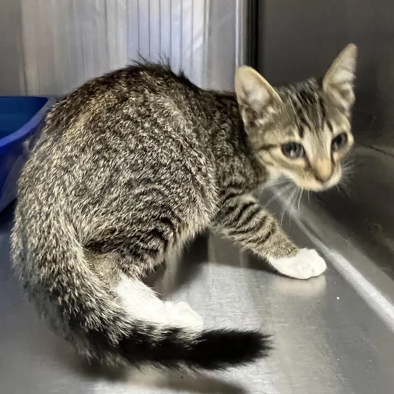 A baby small-sized female Brown / Chocolate Domestic Short Hair cat named Esme for adoption in Mount Gilead, NC