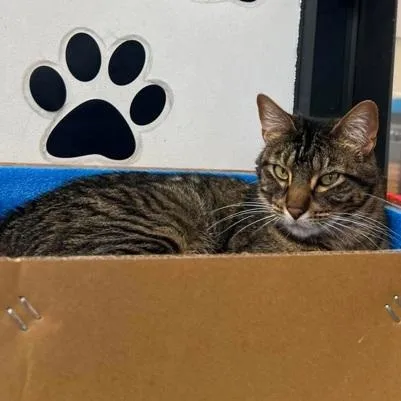 An adult medium-sized female Tabby (Brown / Chocolate) Domestic Short Hair cat named Teak for adoption in Warr Acres, OK