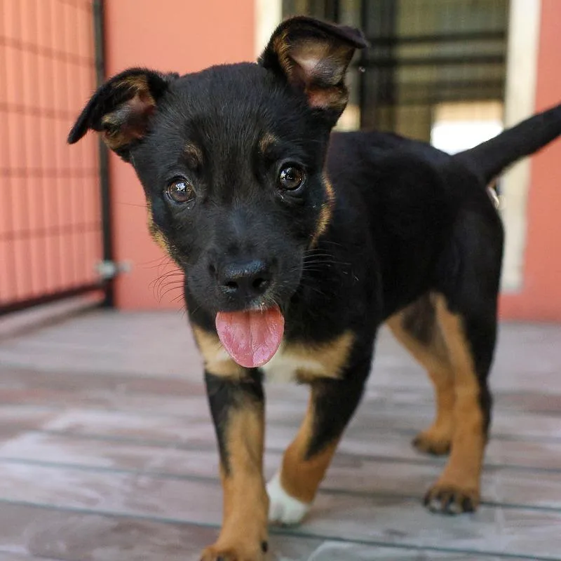 A baby medium-sized female Black Australian Cattle Dog / Blue Heeler dog named Jaci for adoption in Bradenton, FL