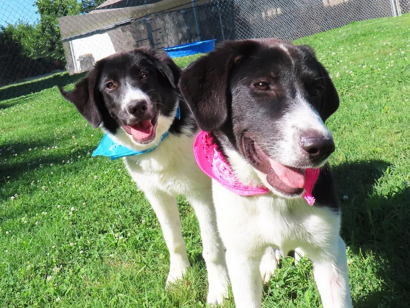 A baby large-sized female Great Pyrenees dog named Bacall CB for adoption in Rogers, AR