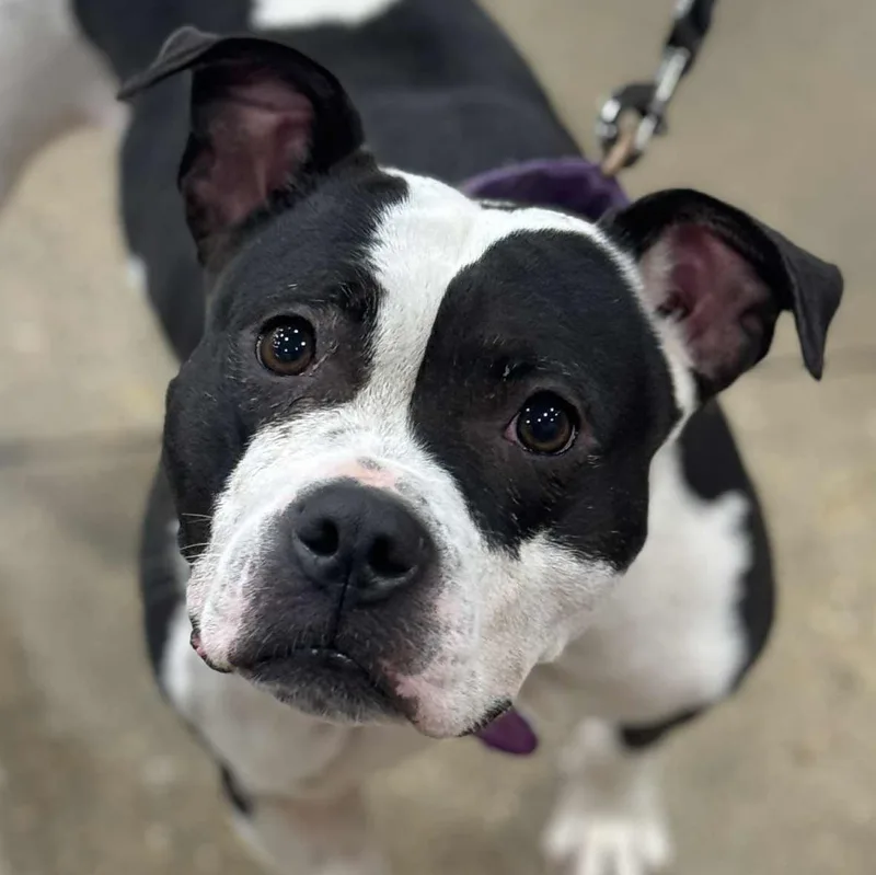 An adult medium-sized female White / Cream Pit Bull Terrier dog named Amira Two Years for adoption in Fredericksburg, VA