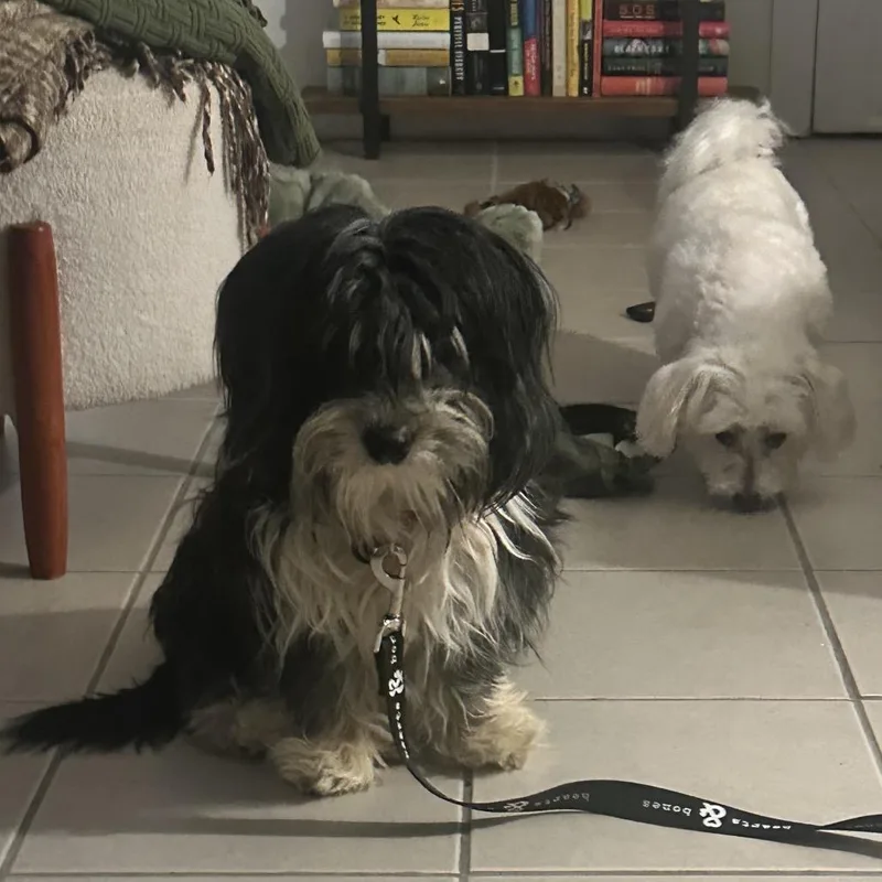 A young small-sized male Black Havanese dog named Oliver for adoption in Brooklyn, NY