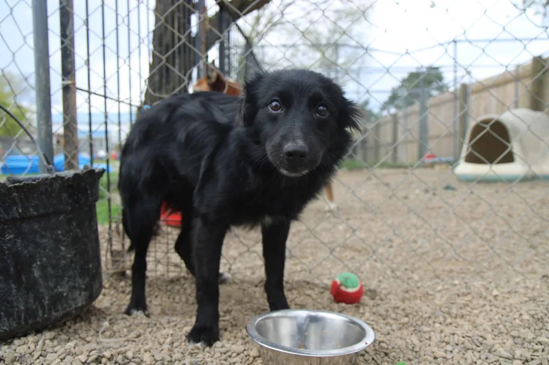 A baby small-sized female Black Spitz dog named Deena for adoption in Plain City, OH