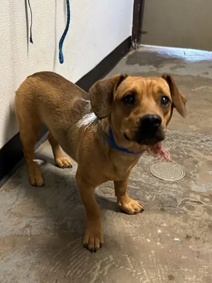 A young small-sized male Beagle dog named Rawlins for adoption in Red Bluff, CA