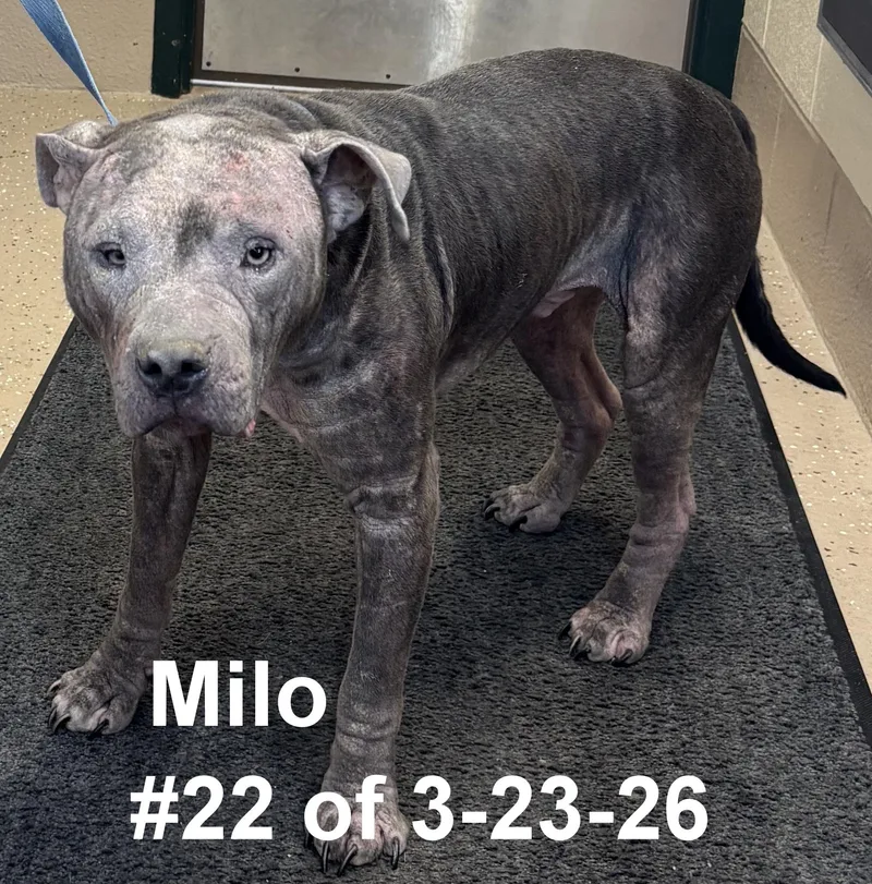 Milo  Of