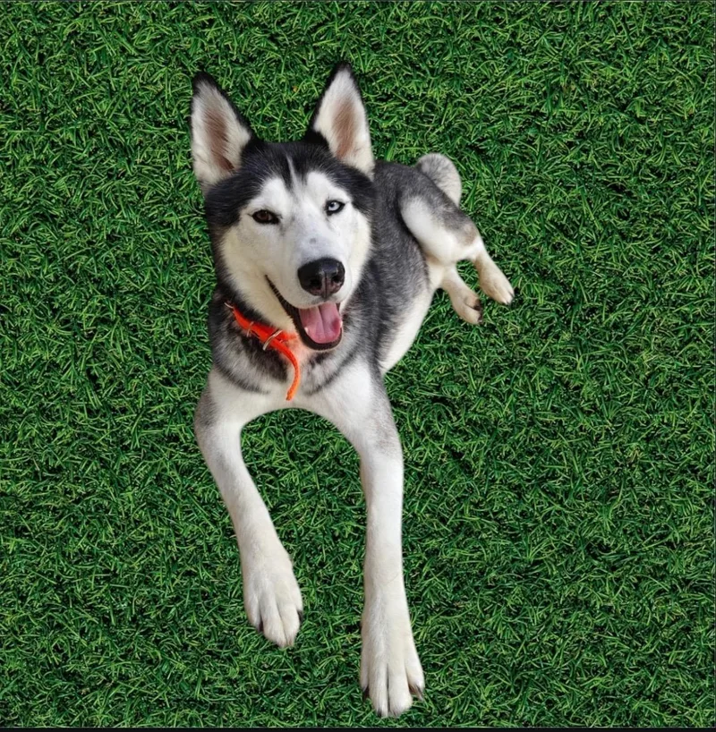 A young medium-sized male Black Husky dog named Casper for adoption in Rowland Heights, CA