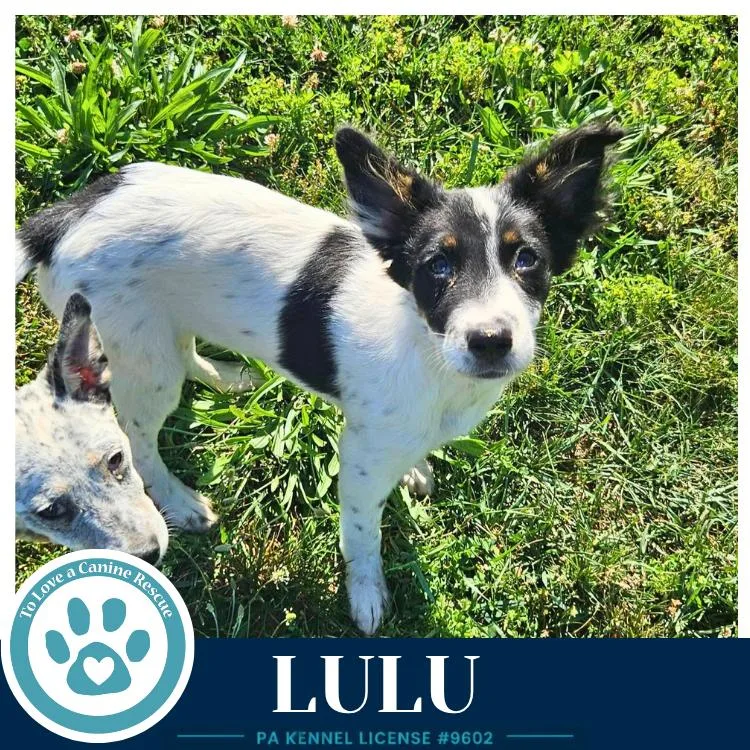 A baby medium-sized female Tricolor (Brown, Black, & White) Australian Cattle Dog / Blue Heeler dog named Lulu for adoption in Kimberton, PA