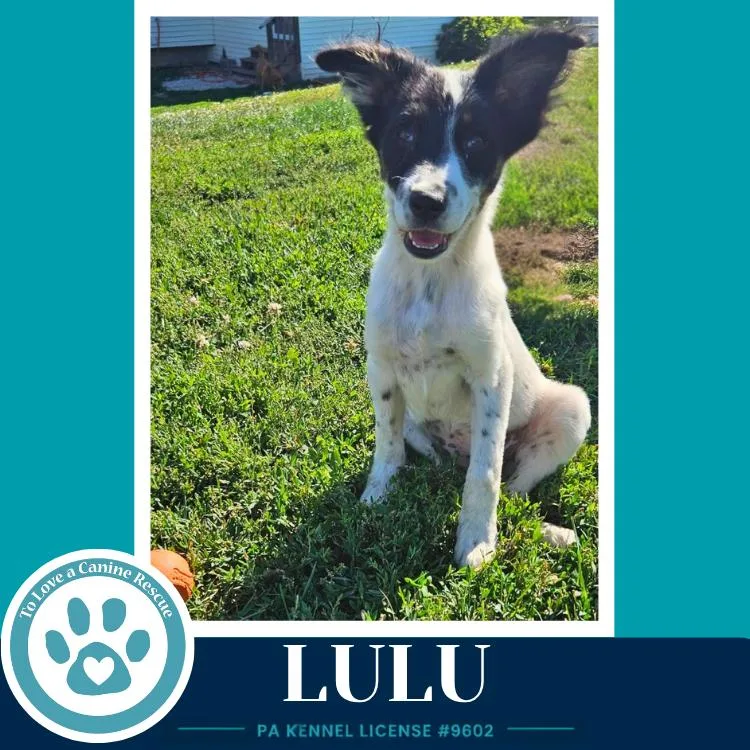 Lulu thumbnail 2