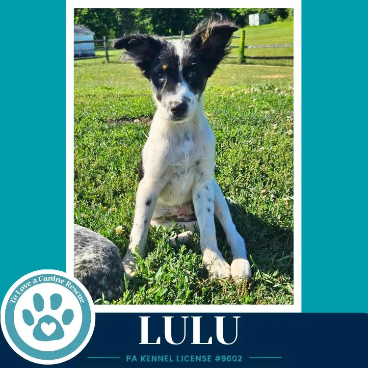 Lulu thumbnail 3