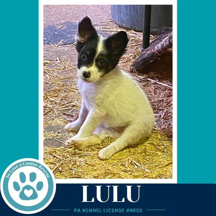 Lulu thumbnail 4