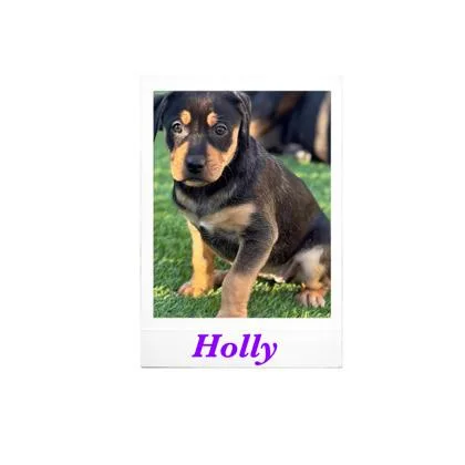 Holly