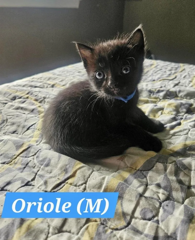 A baby small-sized male Black Domestic Short Hair cat named Oriole for adoption in Chalfont, PA