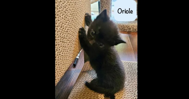 Oriole thumbnail 2