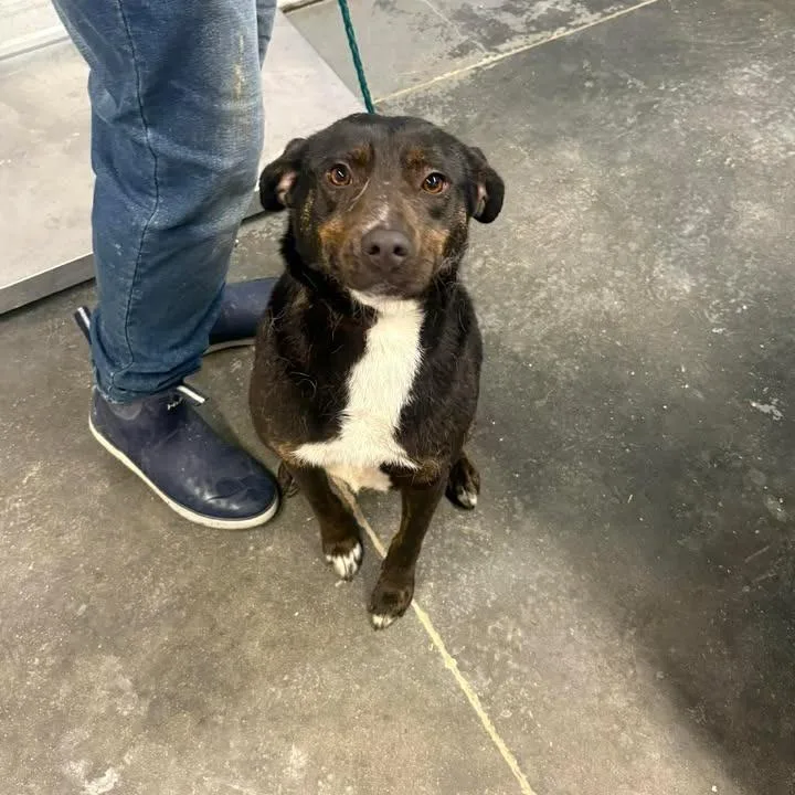 An adult medium-sized female Black Cattle Dog dog named Ladi for adoption in Mullins, SC