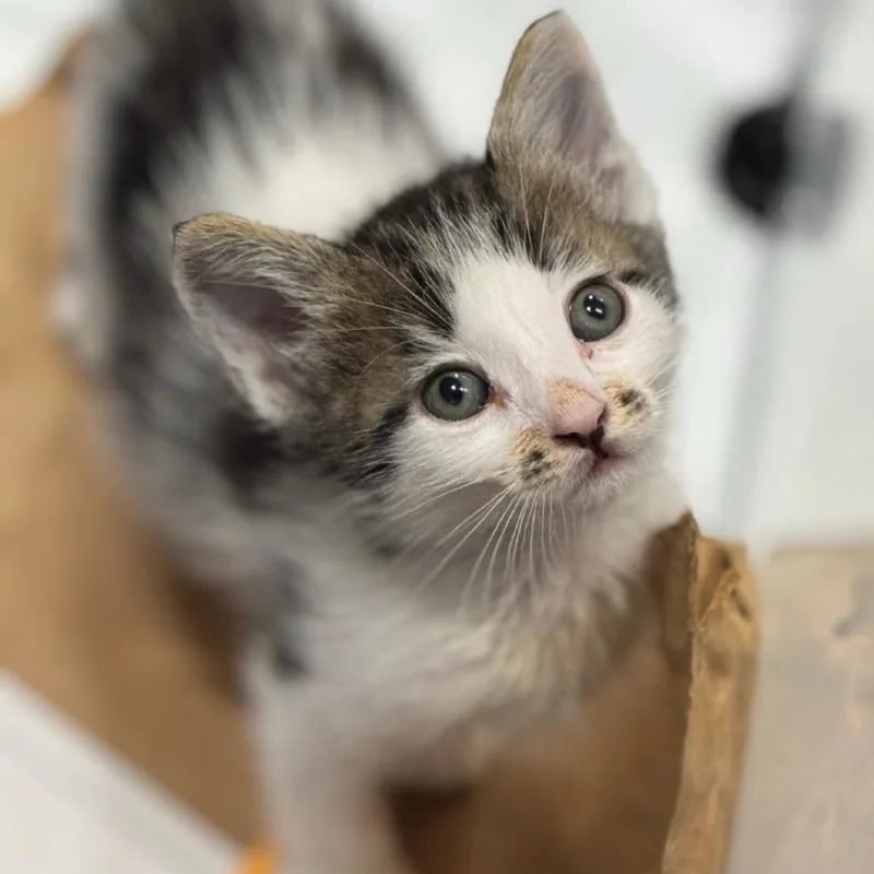 A baby small-sized male White Domestic Short Hair cat named Star Crunch for adoption in Westminster, CA