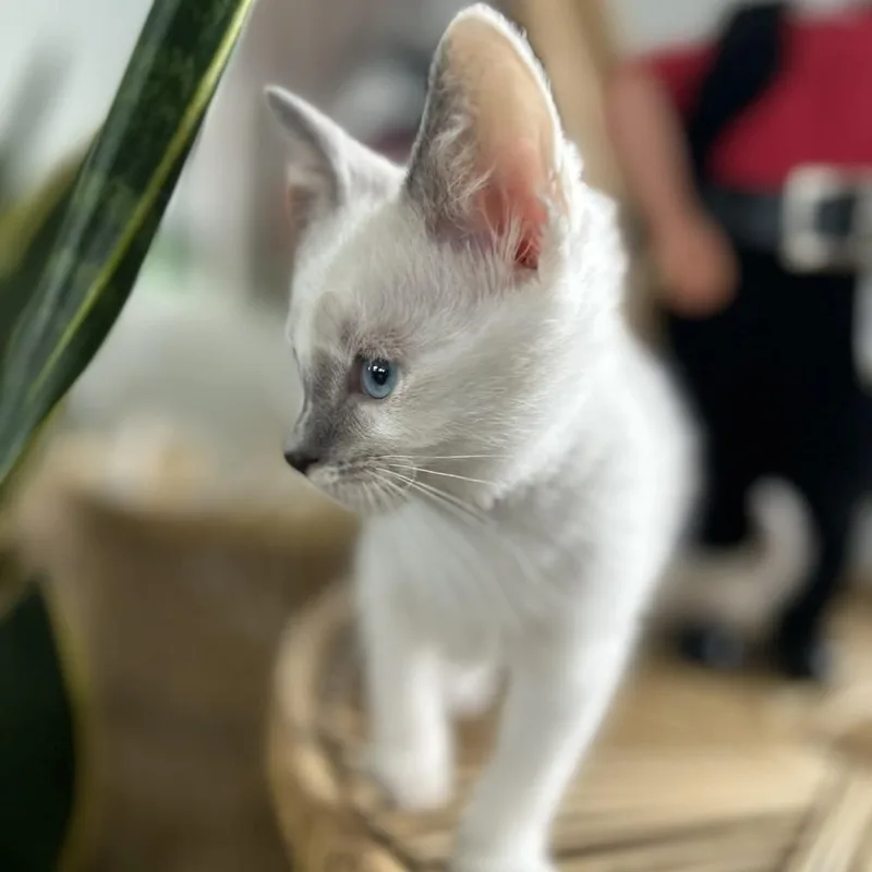 Marshmallow