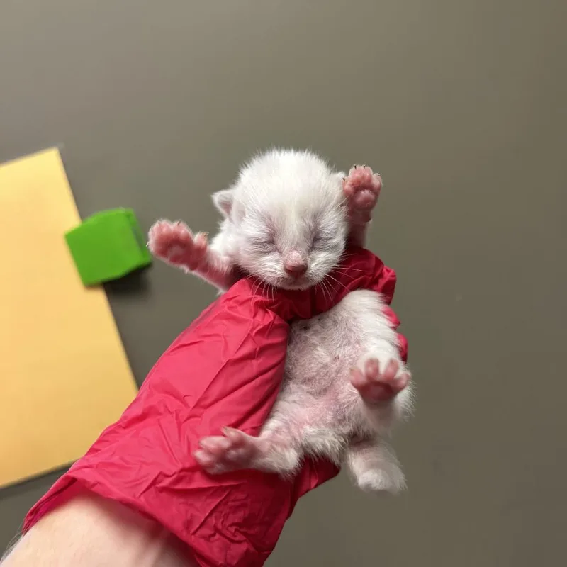 Marshmallow thumbnail 2