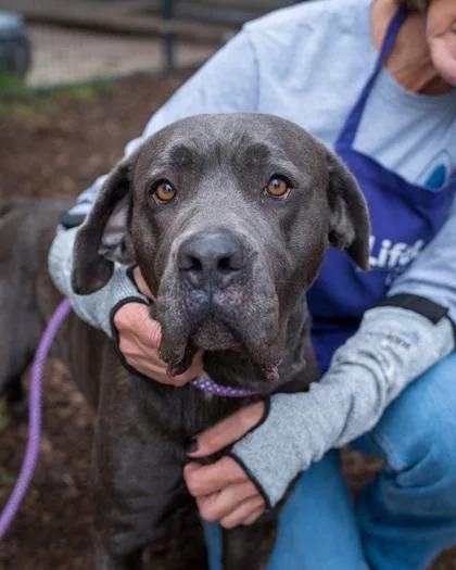 An adult large-sized female Mixed Breed dog named Bonesly for adoption in Chamblee, GA