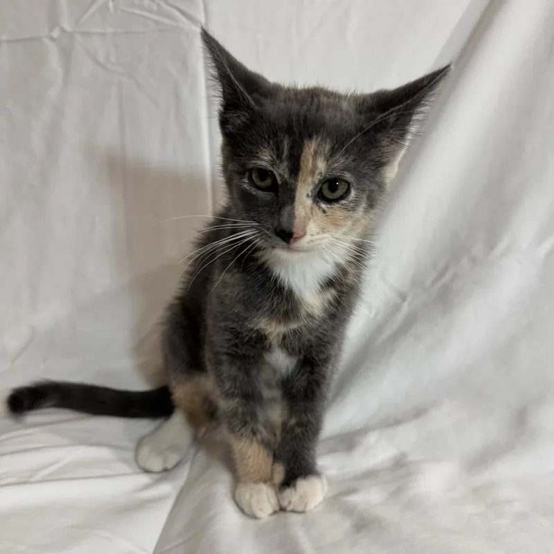A baby small-sized female Tortoiseshell Domestic Short Hair cat named Jolene for adoption in Sunnyvale, CA