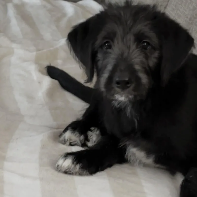 Harrison thumbnail 6