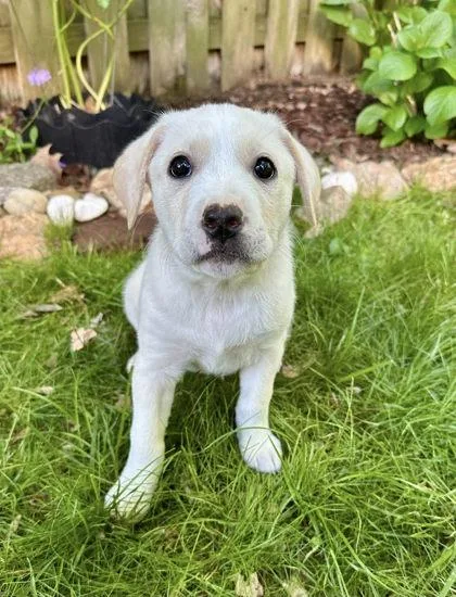 A baby small-sized female Mixed Breed dog named Leah for adoption in Fairfax, VA