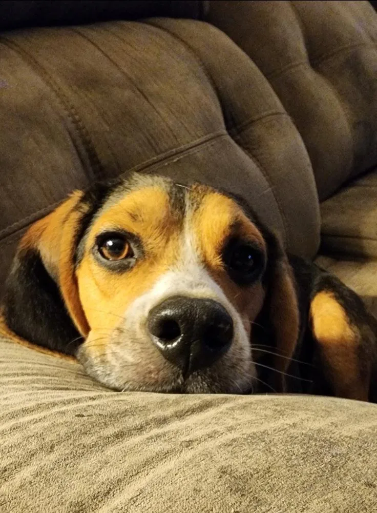 An adult small-sized male Basset Hound dog named Elvis for adoption in Boston, MA