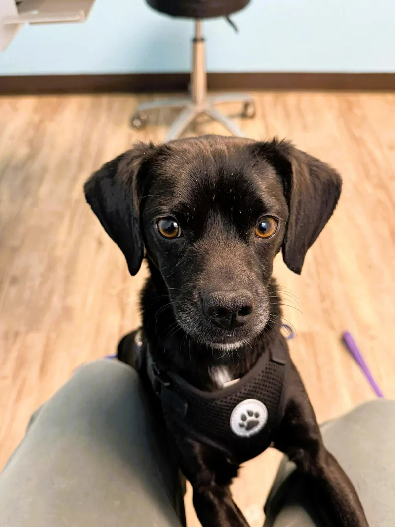 An adult medium-sized male Mixed Breed dog named Felix for adoption in Shelburne, VT