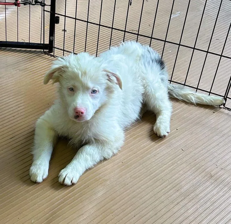 A young medium-sized male Australian Shepherd dog named Murray for adoption in Elyria, OH
