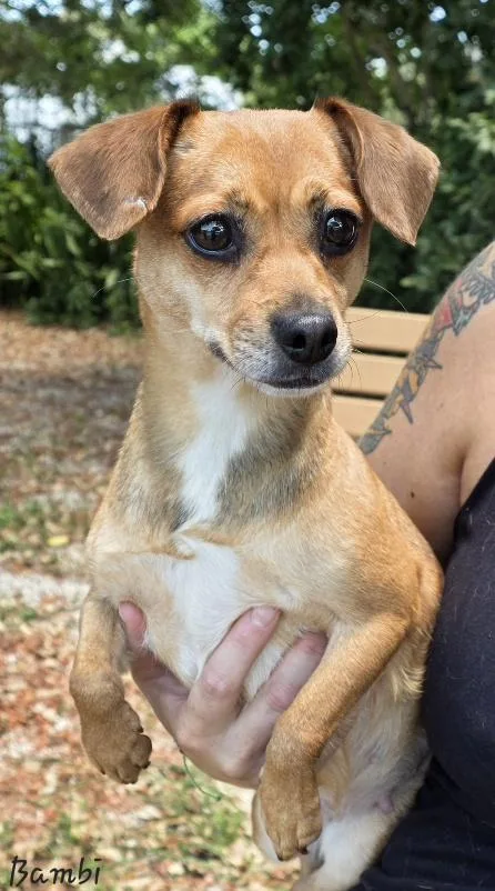 An adult small-sized female Chihuahua dog named Bambi for adoption in Key Largo, FL