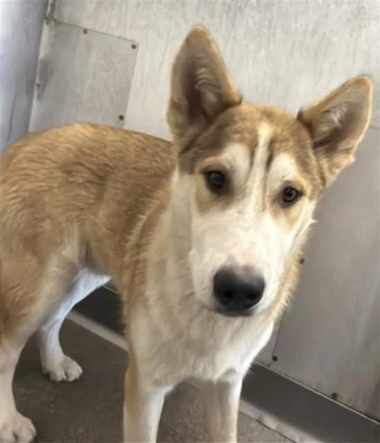A young large-sized male Siberian Husky dog named Baxter for adoption in San Bernardino, CA