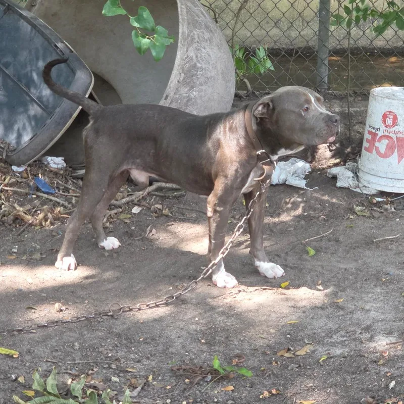 An adult medium-sized male Gray / Blue / Silver Mixed Breed dog named Fletcher for adoption in Columbus, GA