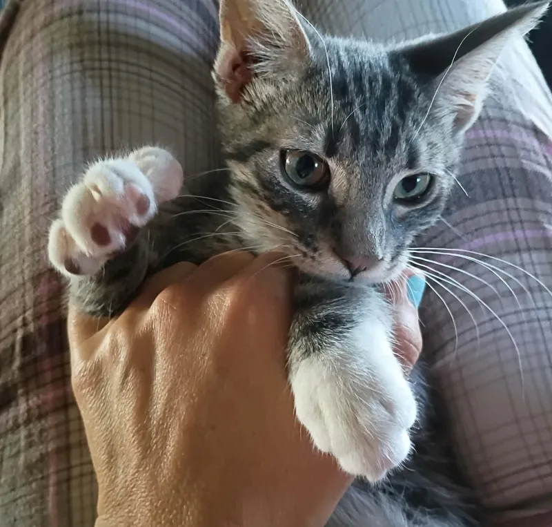 A baby medium-sized male Tabby (Gray / Blue / Silver) Tabby cat named Clancy for adoption in Tehachapi, CA