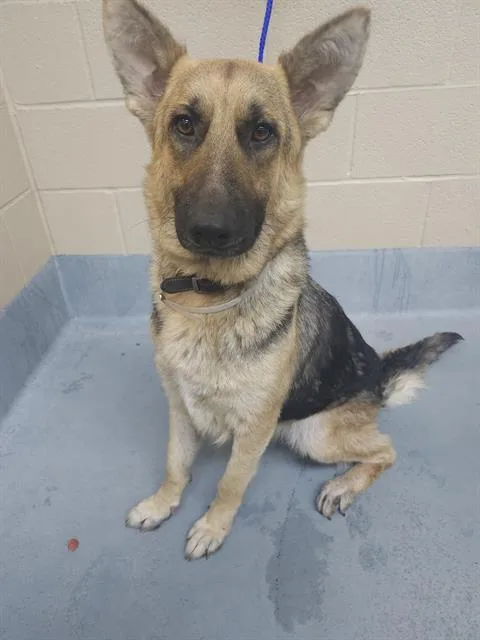An adult medium-sized female German Shepherd Dog dog named Lily for adoption in Houston, TX