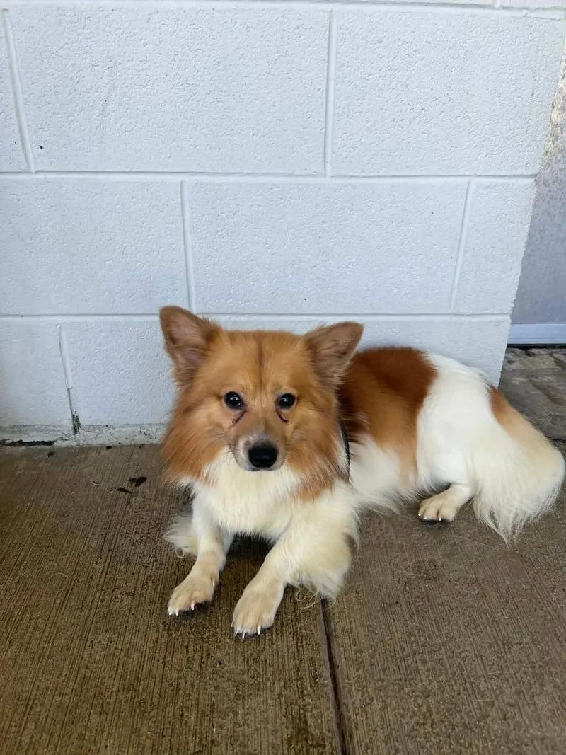An adult medium-sized male Golden Pembroke Welsh Corgi dog named Sammy for adoption in Homer Glen, IL