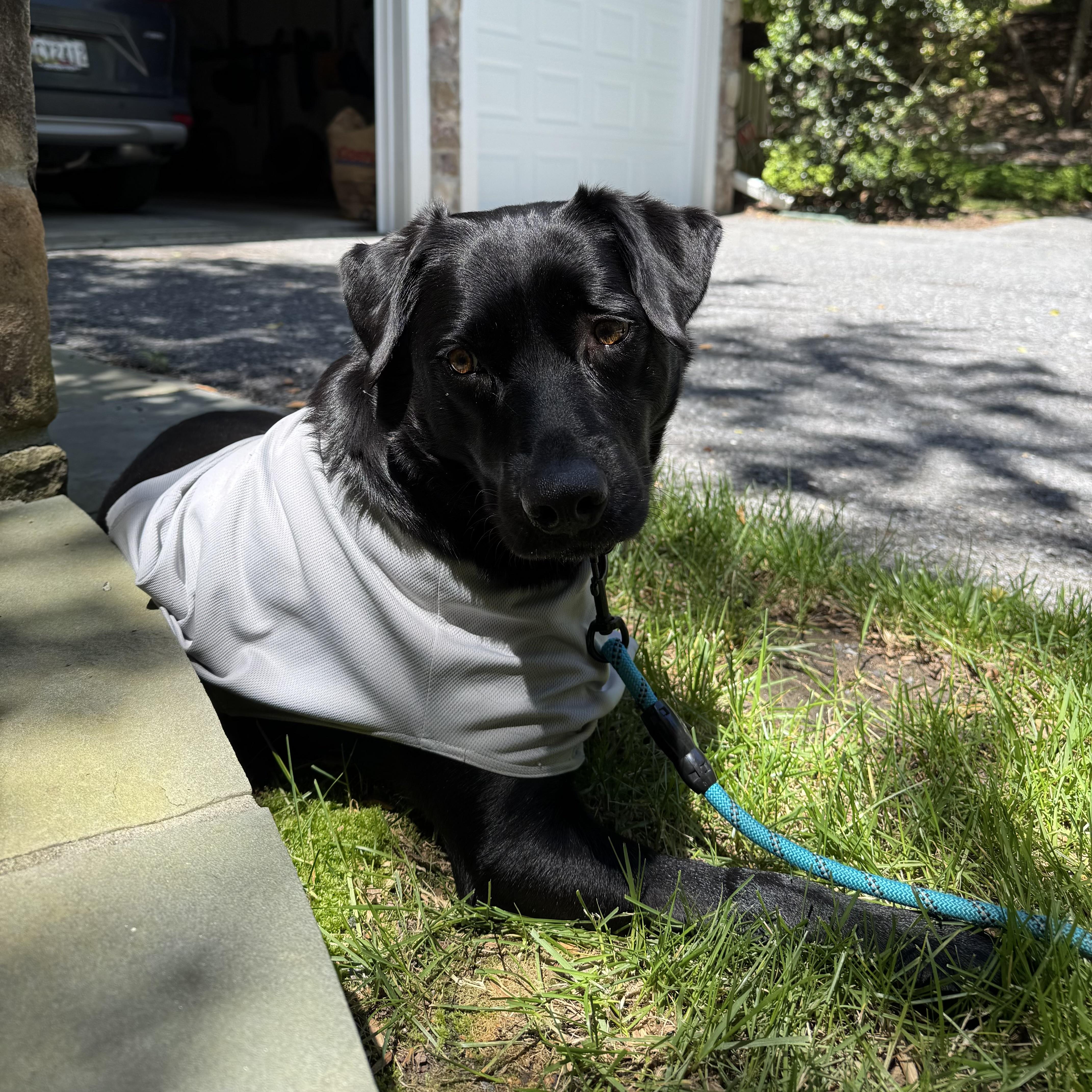 A young medium-sized female Tricolor (Brown, Black, & White) Labrador Retriever dog named Coal for adoption in Ellicott City, MD