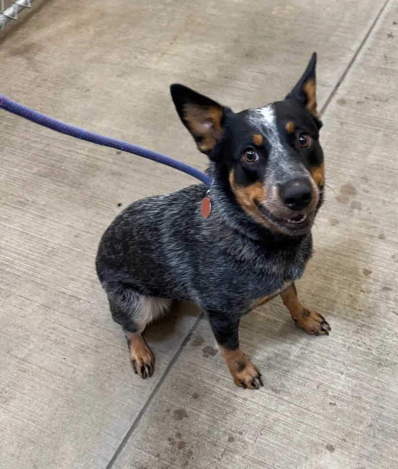 A young medium-sized female Australian Cattle Dog / Blue Heeler dog named Cheyenne for adoption in Gillette, WY