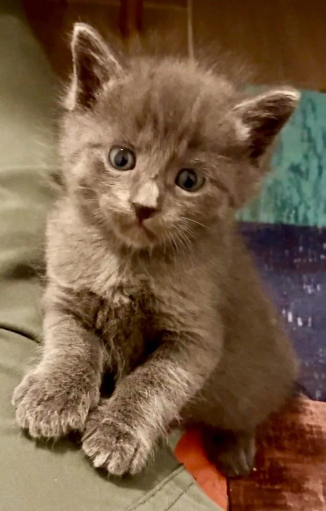 Felix