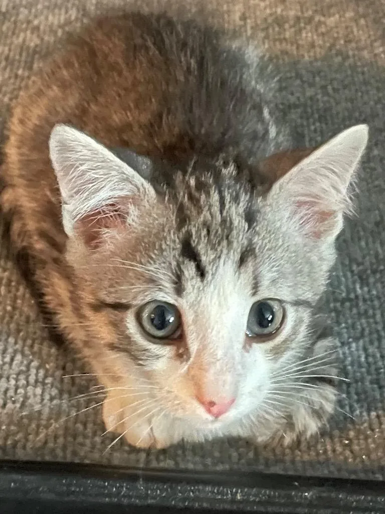 A baby medium-sized male Domestic Short Hair cat named Donnie for adoption in Newaygo, MI