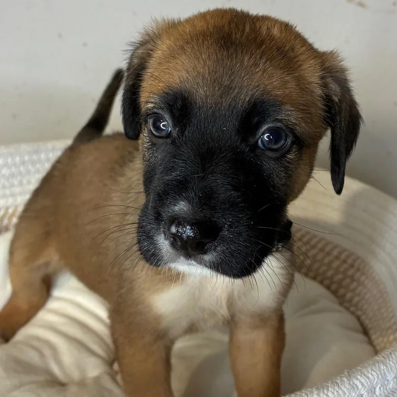 Rosie thumbnail 3