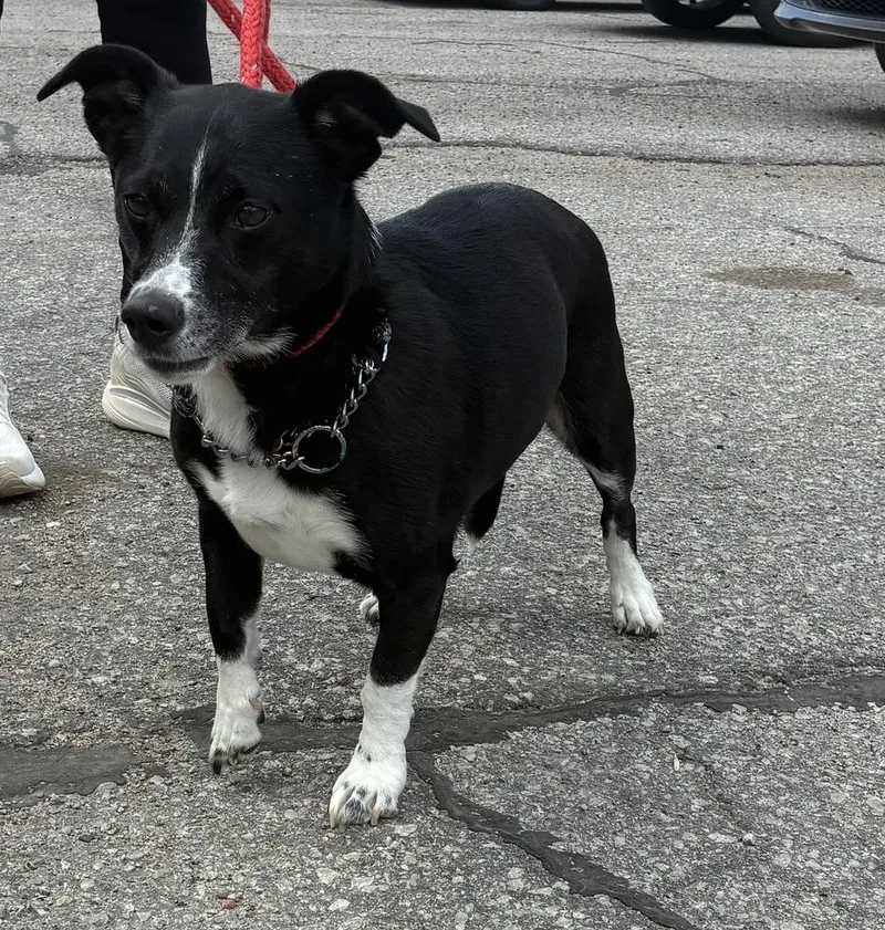 A senior medium-sized female Tricolor (Brown, Black, & White) Dachshund dog named Riley for adoption in Fremont, NE