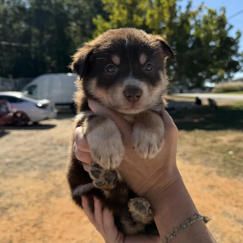 A baby medium-sized female Brown / Chocolate German Shepherd Dog dog named Malibu for adoption in Columbia, SC