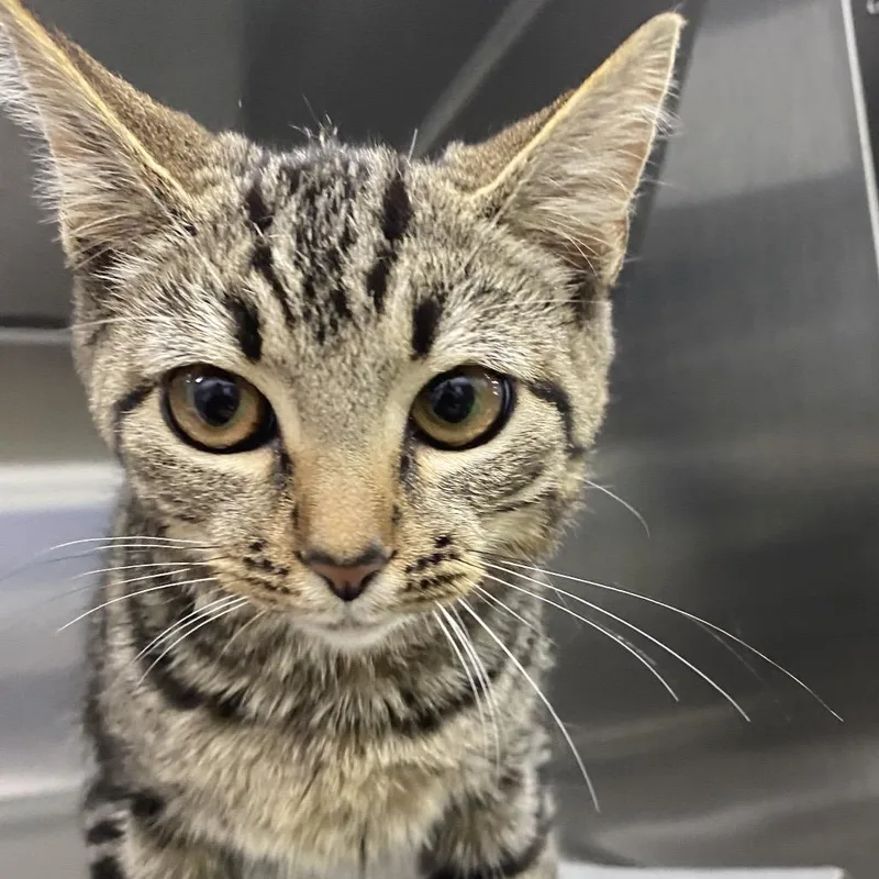 A young small-sized female Domestic Short Hair cat named Junie for adoption in Corbin, KY