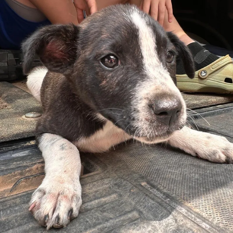 A baby small-sized female Brown / Chocolate Mixed Breed dog named Candace for adoption in Valley, AL